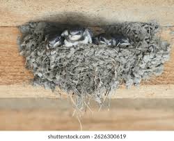 Attēlu rezultāti vaicājumam “Hirundo rustica nest”