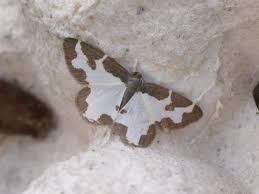 Attēlu rezultāti vaicājumam “Lomaspilis marginata”