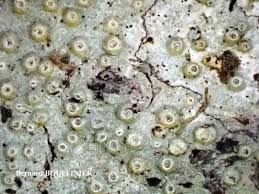 Attēlu rezultāti vaicājumam “Thelotrema lepadinum”