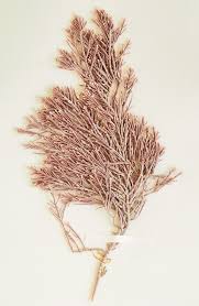 Attēlu rezultāti vaicājumam “Dienerella elongata”