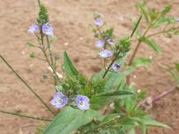 Attēlu rezultāti vaicājumam “Veronica anagallis-aquatica flower”