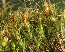 Attēlu rezultāti vaicājumam “Pleuridium subulatum”