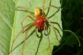 Attēlu rezultāti vaicājumam “Cheiracanthium sp.”