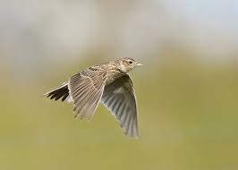 Attēlu rezultāti vaicājumam “Alauda arvensis adult”