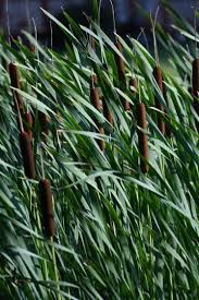 Attēlu rezultāti vaicājumam “Typha latifolia”