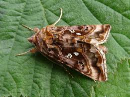 Attēlu rezultāti vaicājumam “Autographa pulchrina”