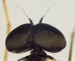 Attēlu rezultāti vaicājumam “Rhagionidae”