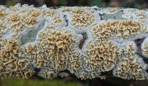 Attēlu rezultāti vaicājumam “Basidioradulum radula”