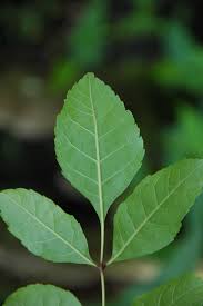Attēlu rezultāti vaicājumam “Fraxinus pennsylvanica leaf”