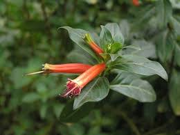 Image result for Cuphea ignea