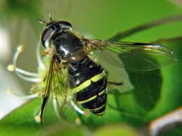 Attēlu rezultāti vaicājumam “Dasysyrphus tricinctus”