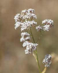 Attēlu rezultāti vaicājumam “Lepidium latifolium flower”
