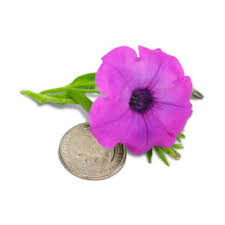 Image result for Petunia