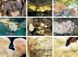 Attēlu rezultāti vaicājumam “Junghuhnia pseudozilingiana”