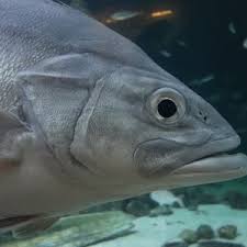 Image result for Polyprion americanus