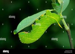 Attēlu rezultāti vaicājumam “Laothoe populi larva”