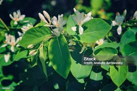 Attēlu rezultāti vaicājumam “Frangula alnus flower”