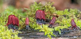 Attēlu rezultāti vaicājumam “Stemonitopsis typhina stalked”