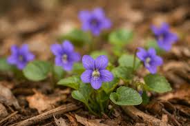 Attēlu rezultāti vaicājumam “Viola sororia”