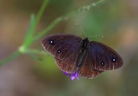 Attēlu rezultāti vaicājumam “Gracillaria syringella imago”