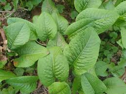 Attēlu rezultāti vaicājumam “Bistorta major leaf”