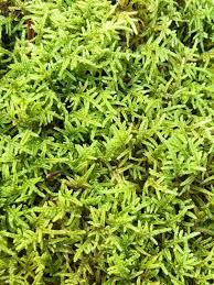 Attēlu rezultāti vaicājumam “Hypnum”