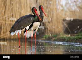 Attēlu rezultāti vaicājumam “Ciconia nigra adult”