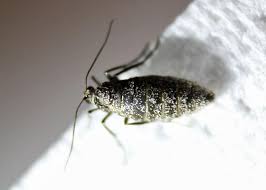 Attēlu rezultāti vaicājumam “Operophtera”