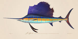 Image result for Istiophorus platypterus