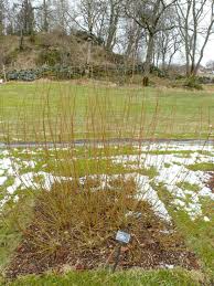 Attēlu rezultāti vaicājumam “Salix daphnoides subsp. acutifolia”