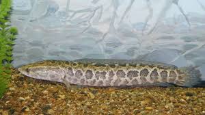 Image result for Channa argus