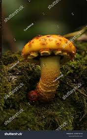 Attēlu rezultāti vaicājumam “Pholiota aurivella”