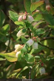 Attēlu rezultāti vaicājumam “Vaccinium angustifolium”
