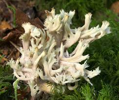 Attēlu rezultāti vaicājumam “Clavulina coralloides”
