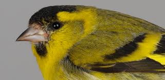 Attēlu rezultāti vaicājumam “Carduelis spinus”