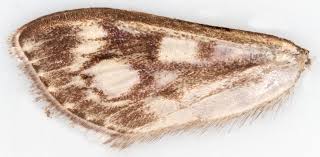 Attēlu rezultāti vaicājumam “Anania stachydalis”