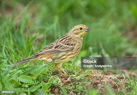 Attēlu rezultāti vaicājumam “Emberiza citrinella juvenile”