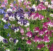 Image result for Aquilegia vulgaris