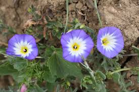 Image result for Convolvulus tricolor