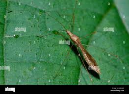 Attēlu rezultāti vaicājumam “Psallus sp.”