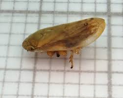 Attēlu rezultāti vaicājumam “Aphrophoridae nymph”