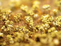 Attēlu rezultāti vaicājumam “Physarum contextum macro”