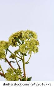 Attēlu rezultāti vaicājumam “Hylotelephium maximum leaf”