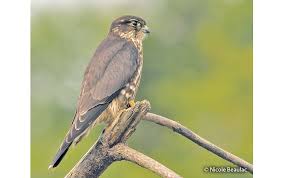 Image result for Falco columbarius