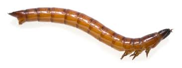 Attēlu rezultāti vaicājumam “Elateridae larva”