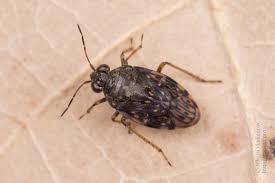 Attēlu rezultāti vaicājumam “Saldula saltatoria”