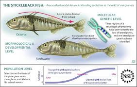 Attēlu rezultāti vaicājumam “Gasterosteus aculeatus”