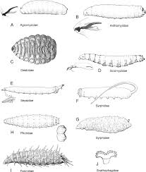 Attēlu rezultāti vaicājumam “Phronia sp. larva”