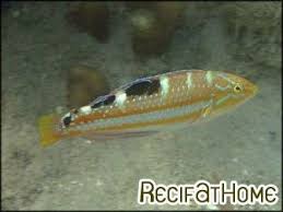 Image result for Halichoeres radiatus