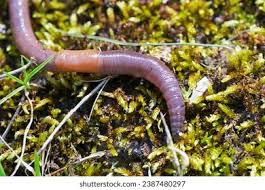 Attēlu rezultāti vaicājumam “Polyzonium germanicum”